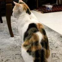 گربه پیدا شده