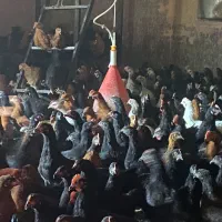 جوجه مرغ طاقچه خروس گلپایگان جهادی مشکی محلی۸۰روزه