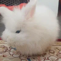 هدیه قندشکین  جایزه بلوبانک