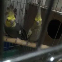 طوطی عروس نروماده|پرنده|الوند, |دیوار