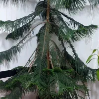 گل خانگی زیبا