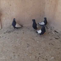 چهار عدد سینه سیاه|پرنده|شیراز, سعدیه جنوبی|دیوار