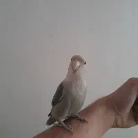 طوطی برزیلی رنگ خاص