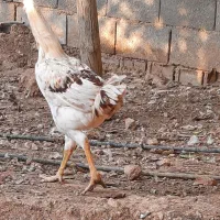 خروس لاری|حیوانات مزرعه|شیراز, سجادیه|دیوار