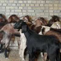 ۱۲ بز نجدی ابستن شرتی همه|حیوانات مزرعه|اهواز, شهرک دانشگاه|دیوار