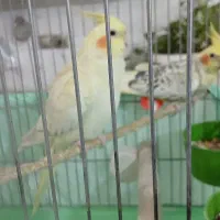 عروس هلندی نر وماده  سوخنگو|پرنده|قم, دروازه چوبی|دیوار