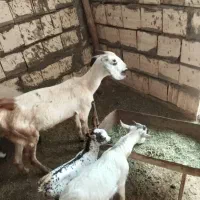 بز بابچه نر