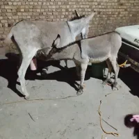 شیر الاغ کیلویی 350