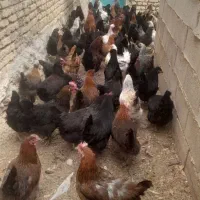 مرغ تازه ب تخم اومده