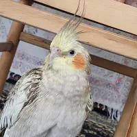 گمشده (عروس هلندی) اسمش توکا است|حیوانات|خرم‌آباد, |دیوار