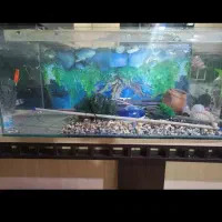 اکواریوم فروش فوری|ماهی|اهواز, شریعتی جنوبی|دیوار