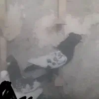 ماده پلاکی و بهبهانی|پرنده|نیریز, |دیوار