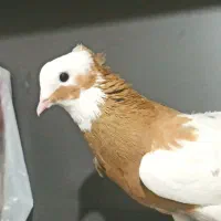 کفتر طوق زرد