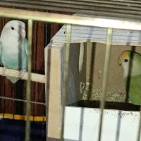 یک جفت طوطی کوتوله مولد تخم گذاشتن|پرنده|کرمان, |دیوار