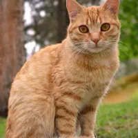 واگذاری رایگان گربه خونگی