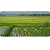 برنج ایرانی استان گلستان|خوردنی و آشامیدنی|کرمانشاه, |دیوار