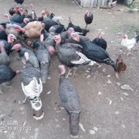 بوقلمون
