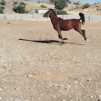 اسب نریان|اسب و تجهیزات اسبسواری|چیتاب, |دیوار