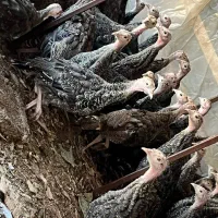 نیمچه بوقلمون دوماهه برنزواکسن خورده کیفیت عالی|حیوانات مزرعه|رشت, تازه آباد|دیوار