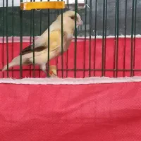 قناری نروماده