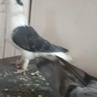 تسبیح کاردست کفتر کبوتر ساده خال|کلکسیون اشیاء عتیقه|تربتحیدریه, شهرک ولیعصر|دیوار