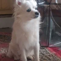 سگ خانگی|سگ|پیر بکران, |دیوار