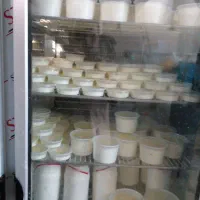 فروش شیر تازه گاوداری