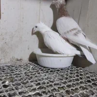 فروش چند جفت آلمان کیلومتری با تخم جوجه و پرشی|پرنده|نیشابور, میدون بار|دیوار