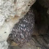 عسل زوروا