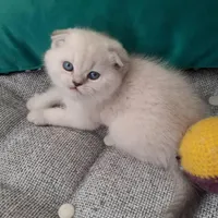 گربه های نژاد دار irancats|گربه|اهواز, بهارستان|دیوار