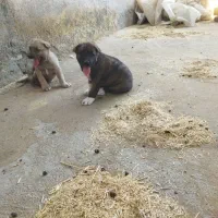 سگ نرو ماده