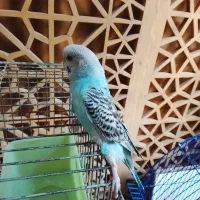 مرغ عشق گم شده|پرنده|تهران, مینای شمالی (مخبر)|دیوار