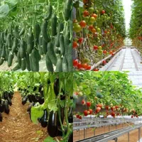 آموزش کشت گلخانه ( مدرک فنی وحرفه ای )