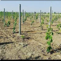 فروش باغ انگوری