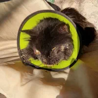 گمشده|حیوانات|مشهد, توس (بلوار توس)|دیوار