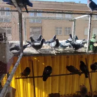 کبوتر پلاکی مسافتی