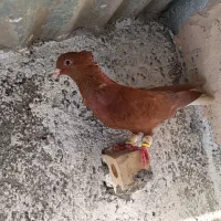 کبوتر سرخ دم سفید