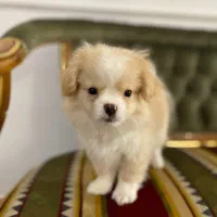 توله سگ پودل مالتیز