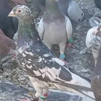 کفتر باخت خورده