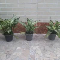 انواع گل های آپارتمانی انزلی