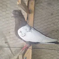 کفتر کبوتر معاوضه|پرنده|مرودشت, گندم|دیوار