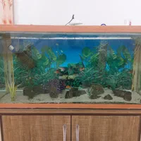 فروش آکواریوم بزرگ