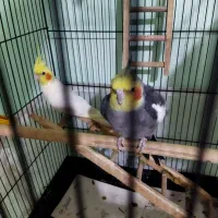 عروس هلندی|پرنده|آمل, |دیوار