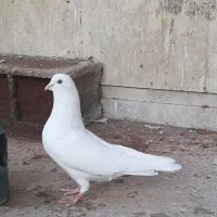 کبوتر پرشی|پرنده|اندیشه, اندیشه فاز ۵|دیوار