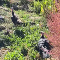 فروش ۲ عدد ماده تخم‌گذار و کرچ شده