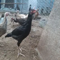 فروش حیوانات مزرعه