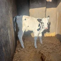 گوساله نر شیرخوار