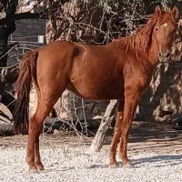 مادیان|اسب و تجهیزات اسب‌سواری|کرمانشاه, |دیوار