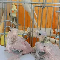 عروسی هلندی جفت