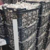 سیر درجه 1|عمدهفروشی|الشتر, |دیوار